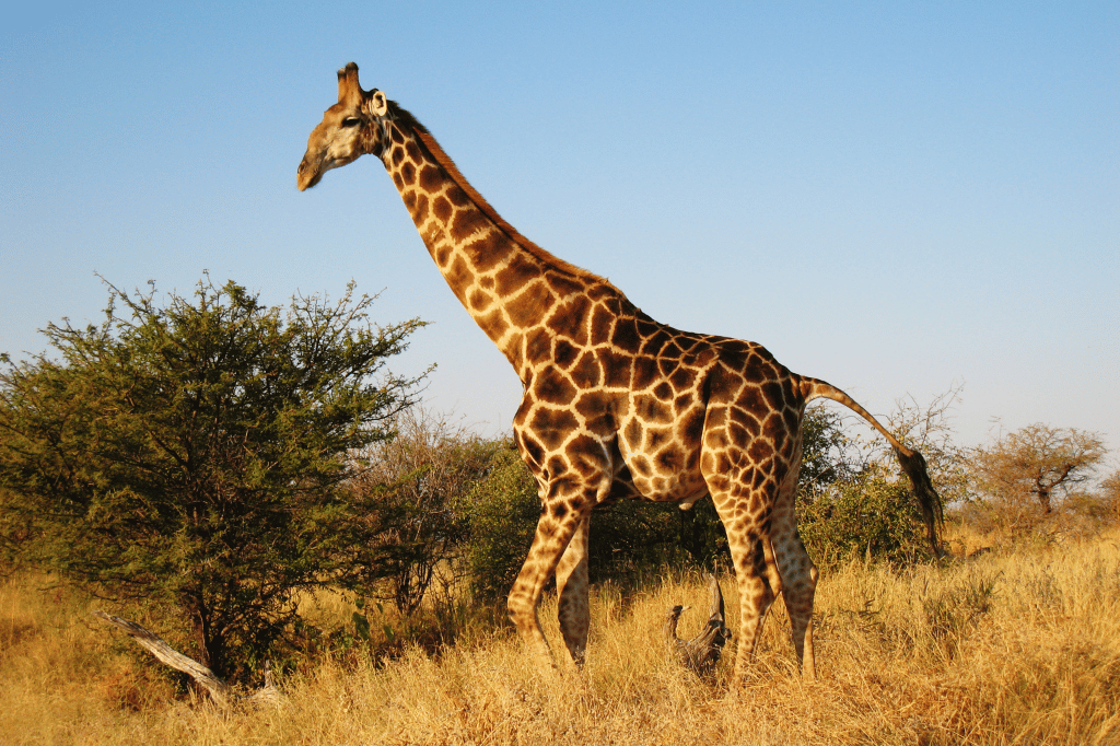 On Safari In South Africa - Elephant Lodge (1)