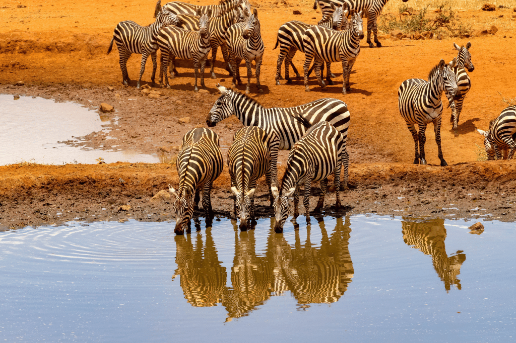 On Safari In South Africa - Elephant Lodge (5)