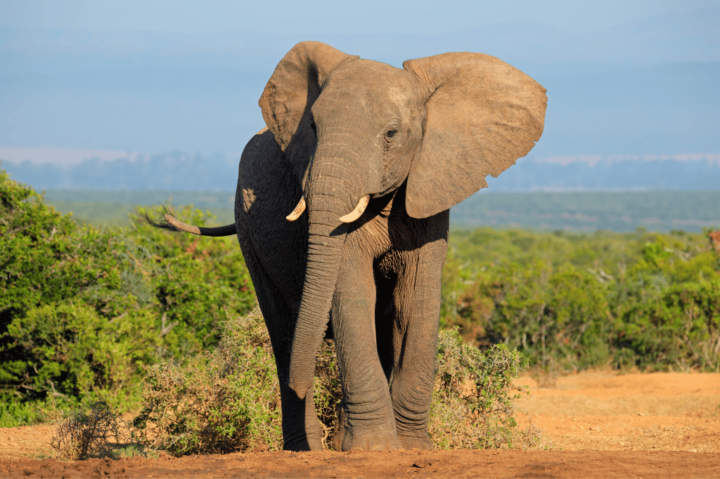 On Safari In South Africa - Elephant Lodge